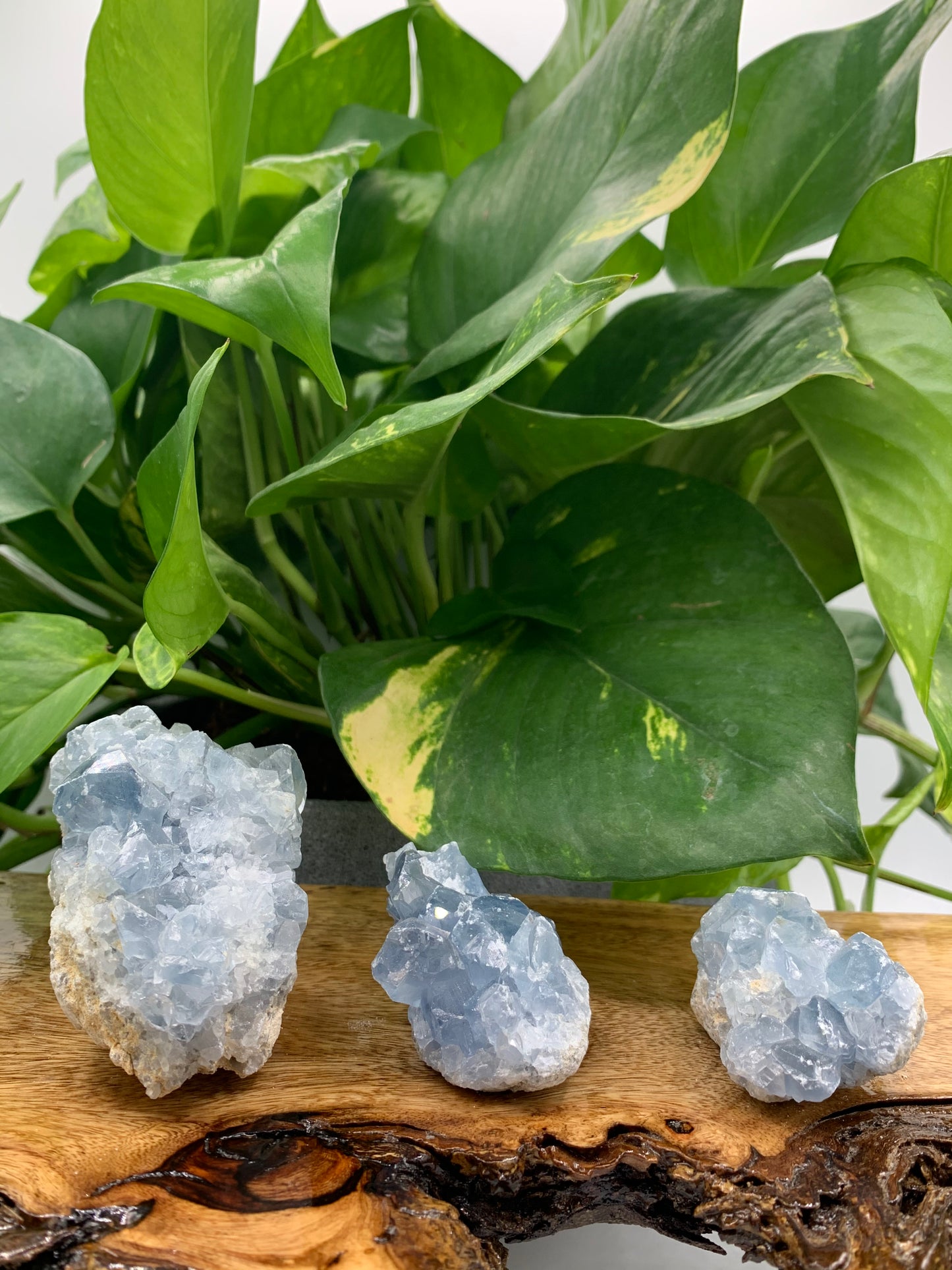 Blue Celestite Cluster